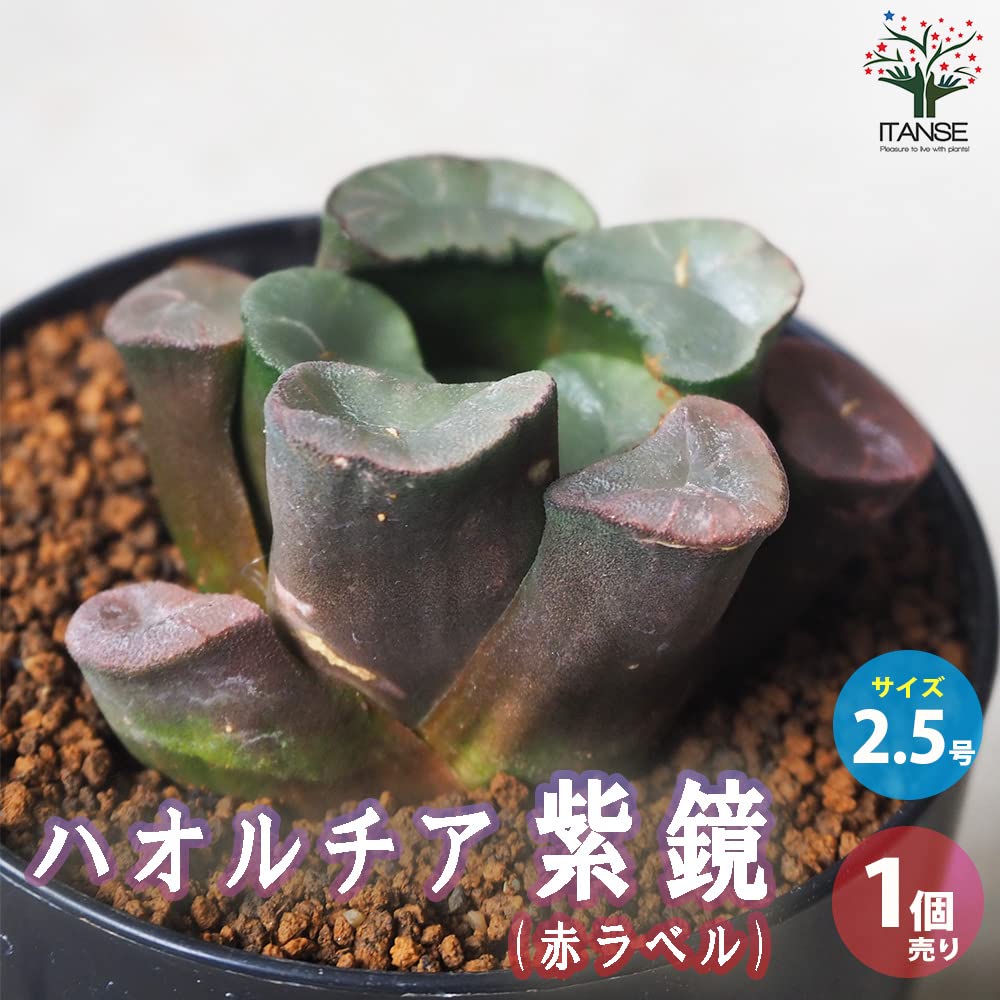 赤紫色の多肉植物 青い鉢付き*2 Amazon.co.jp: ハオルチア(赤)・紫鏡 2.5号鉢【品種で選べる多肉