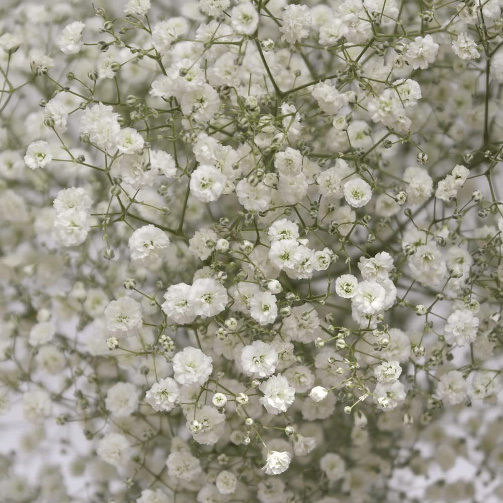 Radha Krishna Agriculture®️ Imported Gypsophila Flower Seeds For Home And Kitchen Gardening ( Pack Of 40 To 60 Seeds ) (B0BFNTLR31) Amazon Price History, Amazon Price Tracker