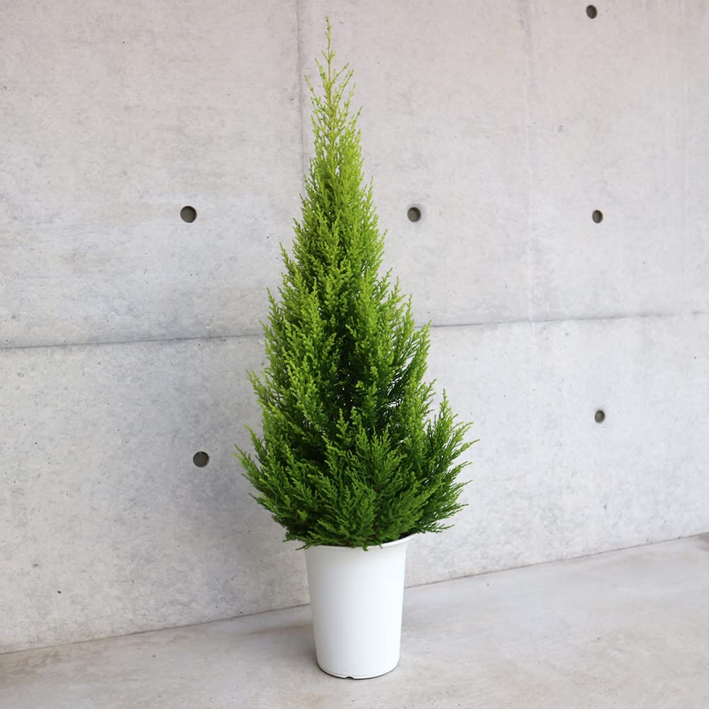 Amazon.co.jp: コニファー ゴールドクレスト 7号鉢【品種で選べる庭木