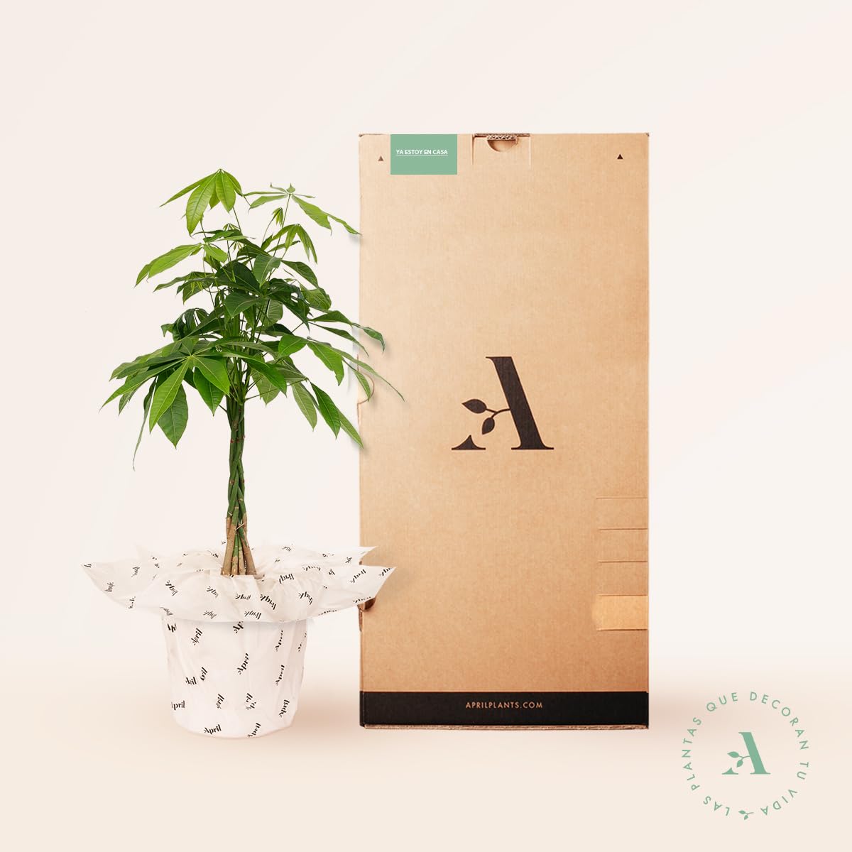Pachira Aquatica o Árbol del dinero | Planta natural ideal para interior disponible en dos alturas (Alt. 70-80 cm | 19ø)