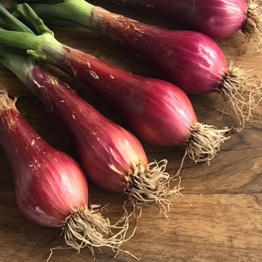 Onion Spring Red Toga Seeds – Tender Salad Onions with Mild Flavour – Attractive & Tasty – for Your Beautiful Kitchen Garden
