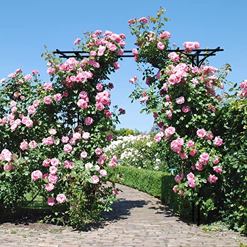 Tangkula 7.3 Ft Garden Arbor, Metal Arch With Trellis For Climbing Plants Outdoor, Decoration Outdoor Garden Archway With Gate For Vines, Flowers, Wedding, Bridal Party, Ceremony #TOP1