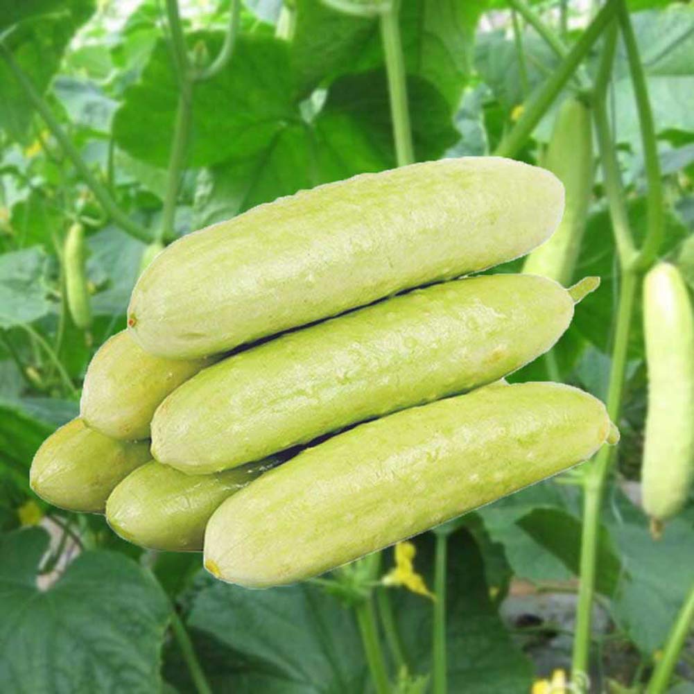 VibeX Hybrid White Sweet Cucumber Seeds-250 Seeds (B0BBGPKRPN) Amazon Price History, Amazon Price Tracker