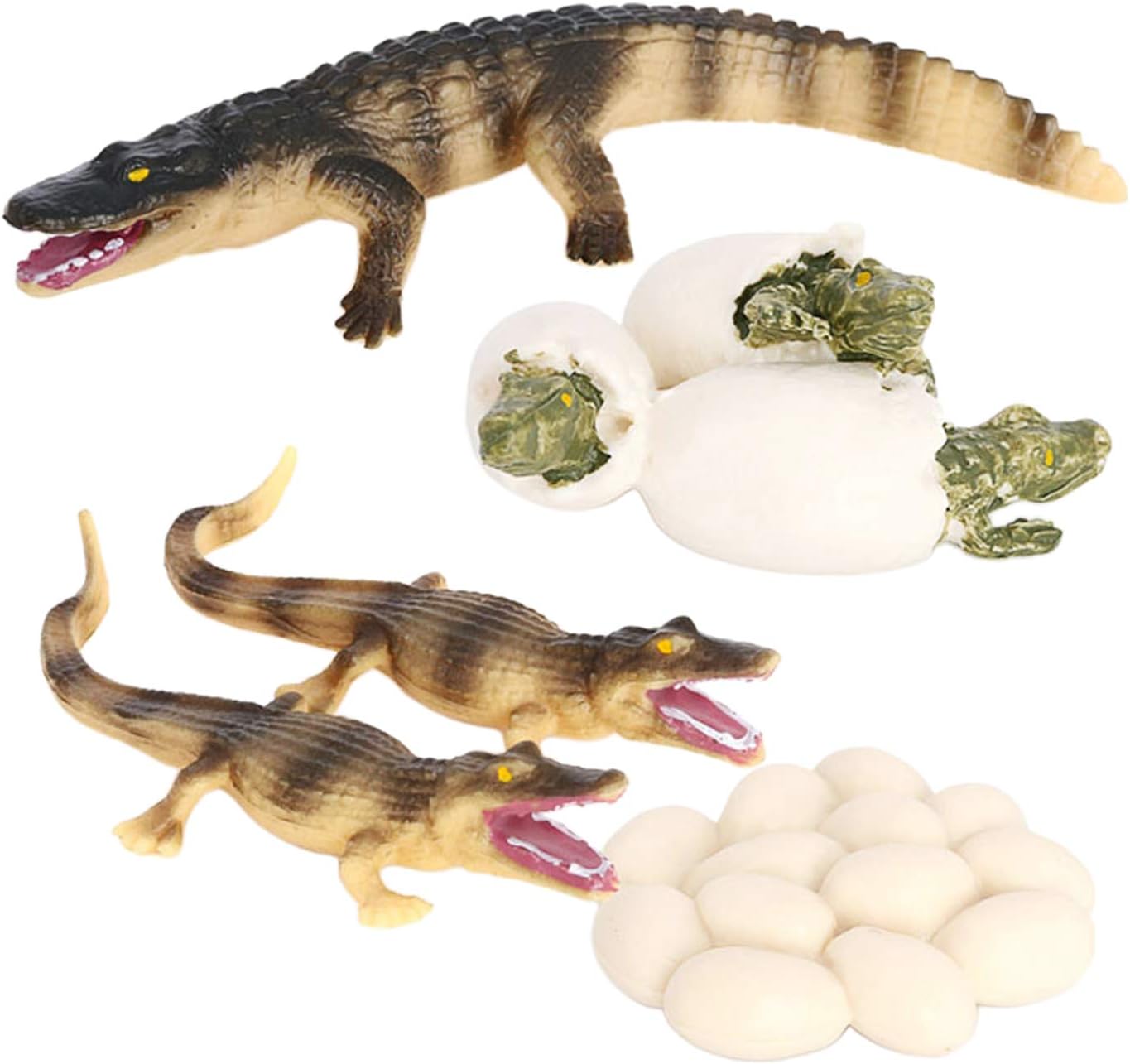 Sharprepublic Cycle De Vie D Un Crocodile Nature Insectes Vie Cycles Croissance Modele Jeu Prop Simulation Animaux Insectes Naturel L Education Jouet Amazon Fr Jeux Et Jouets