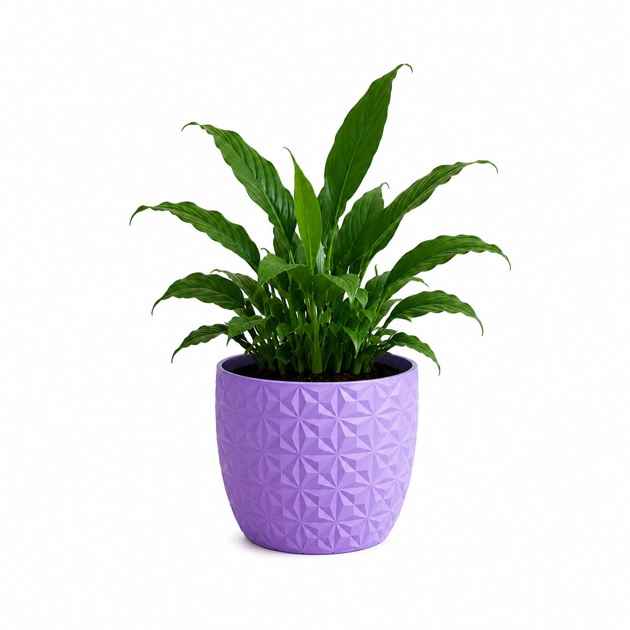 Peace Lily Plant | Indoor Live Plant| Small | Air Purifying | Vastu Friendly |Plant with Pot for Home, Living Room, Bedroom, Office (Purple)-image-32