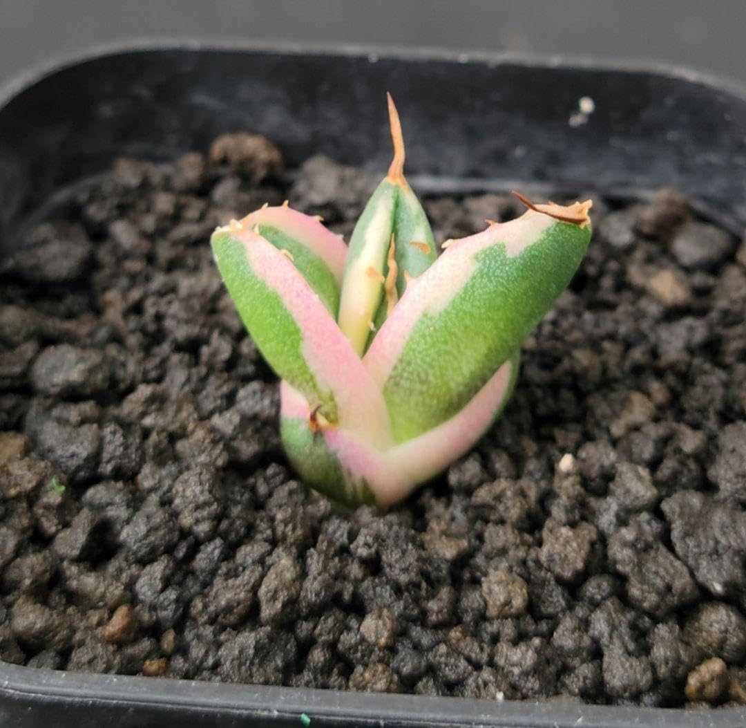 Amazon｜アガベ チタノタ スナグルトゥース No.A2｜観葉植物