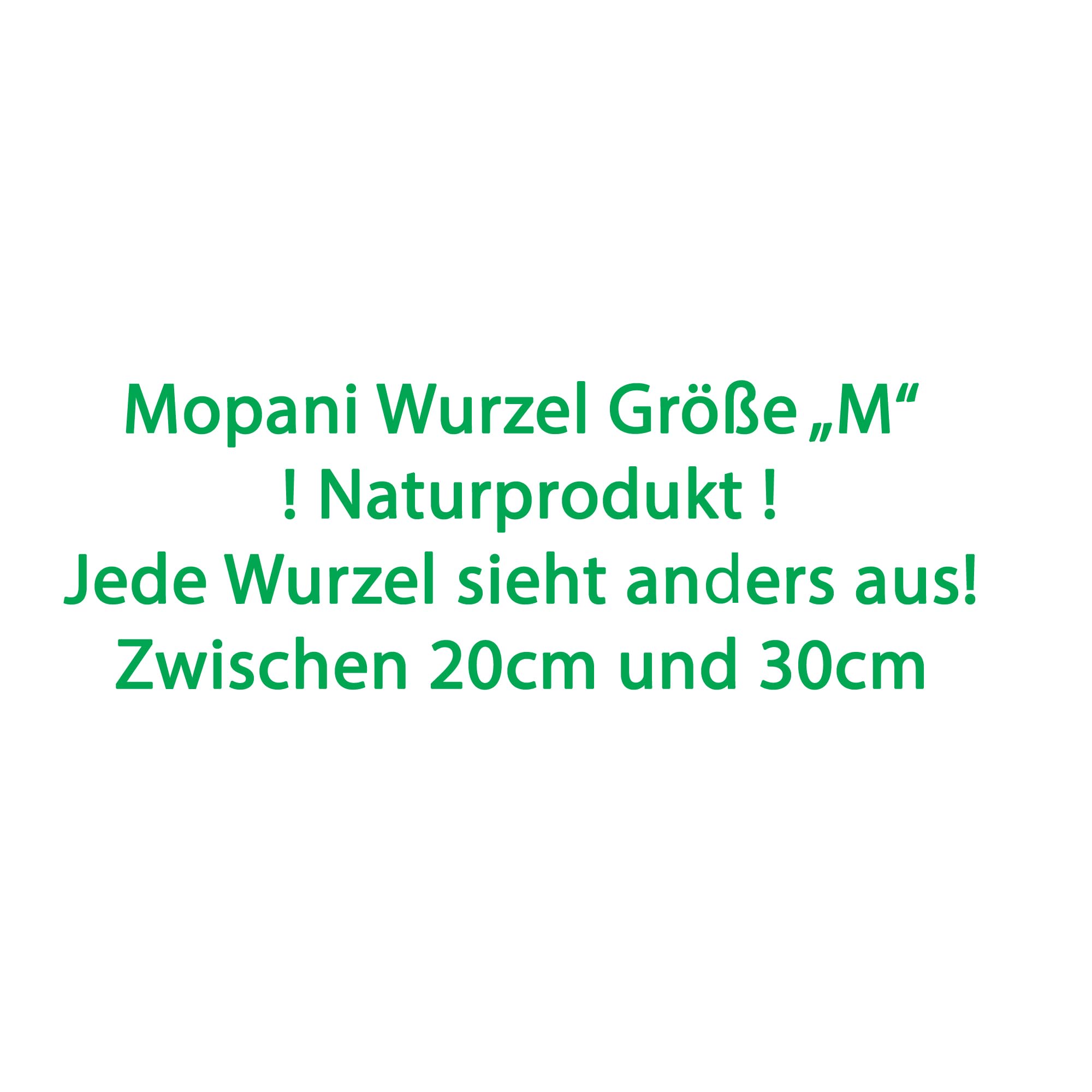 Korzeń Mopani rozmiar M // korzeń prawdziwego drewna dekoracja akwarium krewetki ryby ozdobne Hard Scape 20 cm - 30 cm (mangrowa sawanna)