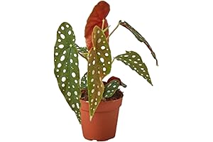 Begonia Maculata Live Plant: A Touch of the Wild Indoors