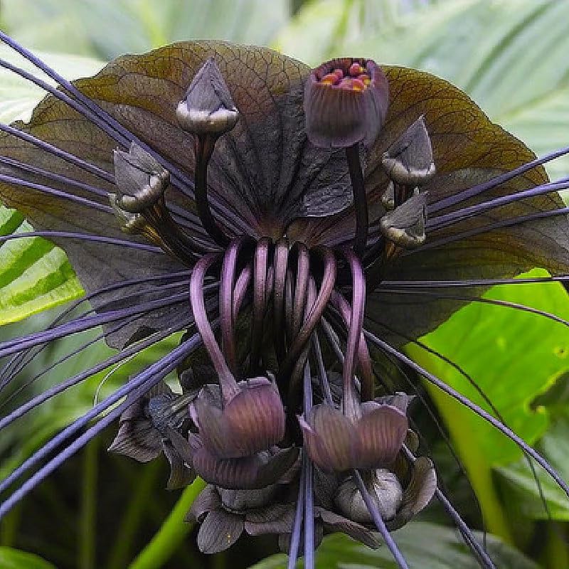 Amazon.com : Bat Orchid Plant Live for Planting, in 2 Inch Pot