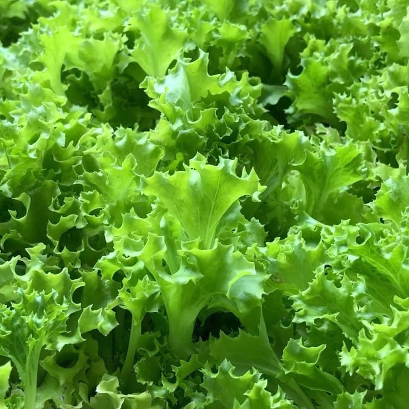 Miniatura 2 de Mezcla de ensalada de primavera 25000 semillas para plantar 'Cut and Come Again', 12 variedades de lechuga, espinaca, rúcula y col rizada.