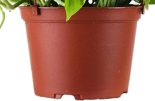 Miniatura 3 de Shop Succulents Golden Pothos - Planta colgante, planta de interior viva, planta de interior colgante de hiedra de fácil cuidado, planta