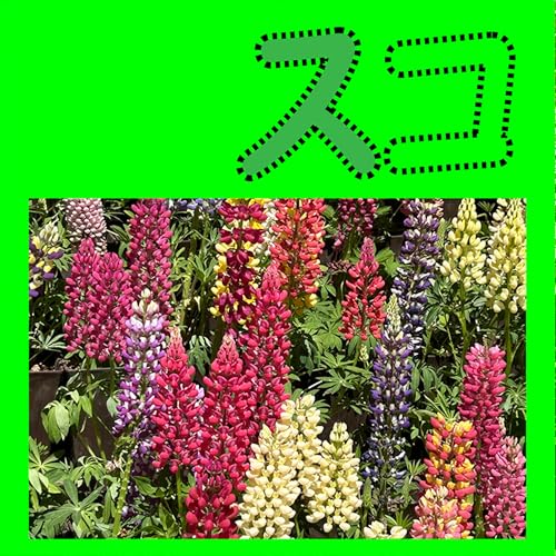 安野光雅の絵本