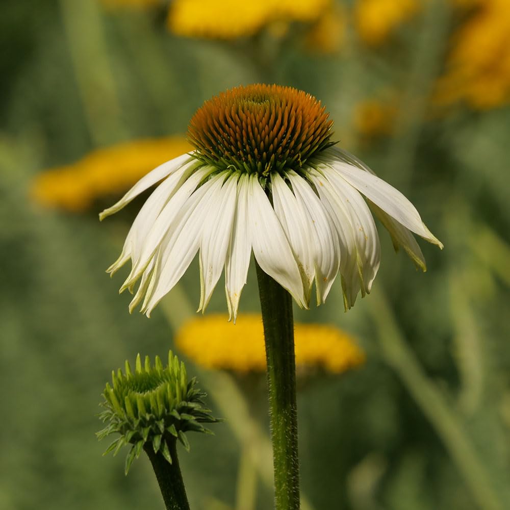 Echinacea White Swan Seeds – Dramatic & Stylish Cone Flowers – RHS Plants for Pollinators – Hardy Perennial – for Your Beautiful Garden