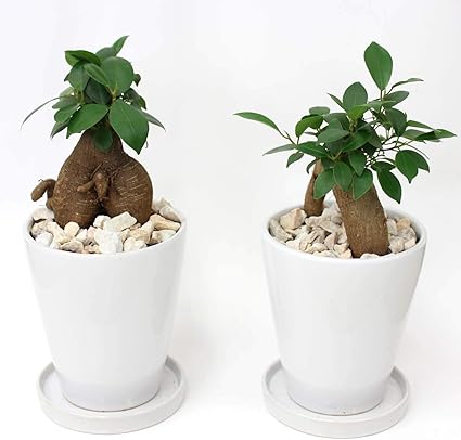 Amazon ブルーミングスケープ 幸せを見守る樹 ガジュマル 5号 ホワイト陶器鉢 丸ロング 陶器鉢皿付き 1鉢 観葉植物 オンライン通販 Amazon ブルーミングスケープ 幸せを見守る樹 ガジュマル 5号 ホワイト陶器鉢 丸ロング 陶器鉢皿付き 1鉢 観葉植物 オンライン通販