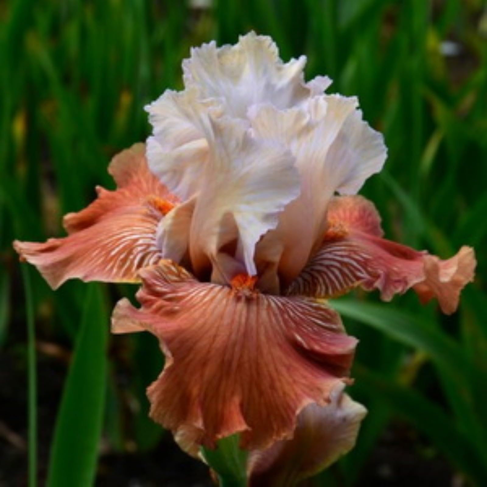 Iris Bulbs for Planting Now UK Ornamental Perennial Easy Plant Excellent Display Plant Bulbs Greening Flower Good for Containers Natural Organic -10Bulbs-O