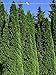 Produktbild Lebensbaum Thuja Smaragd 200-225 cm. 15 Thuja Pflanzen. Sichtschutz Hecke