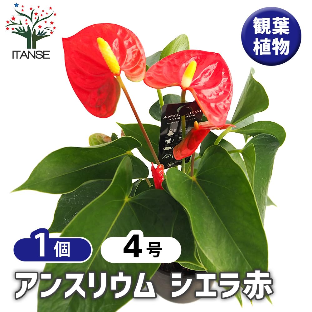 Amazon｜ITANSE アンスリウム シエラ 赤 4号 1個売り 観葉植物