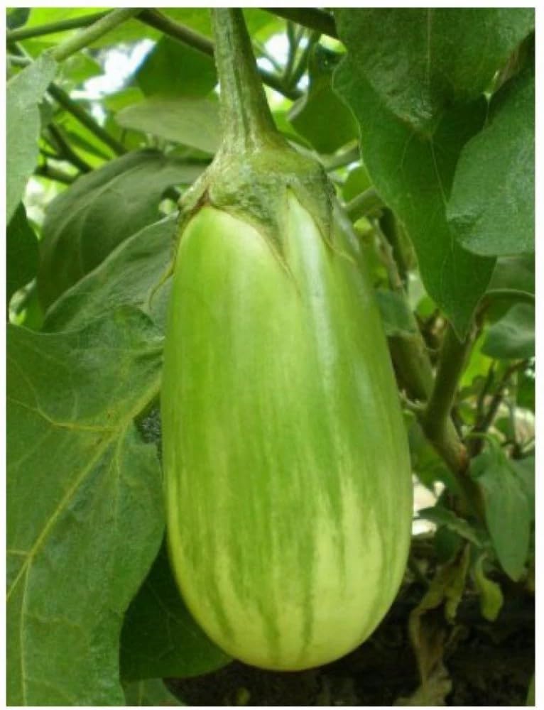Premium Green Brinjal Seeds, 100 Count Per Packet, Full Sun Outdoor Plant,-image-14