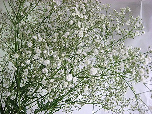 カスミソウ　切り枝　生13本　(メルカリ便発送) Amazon｜かすみ草 カスミソウ 生花 切り花 シユツコンカスミ L 5本