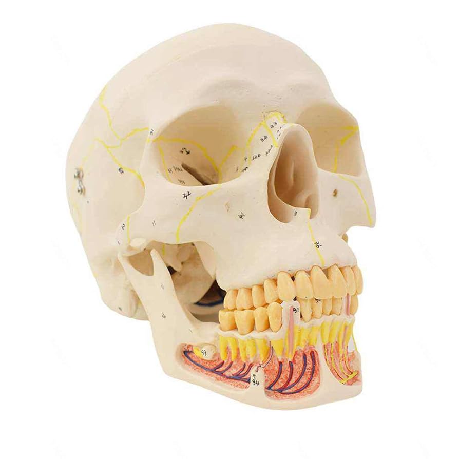 頭蓋骨模型 解剖学的構造 Amazon.co.jp: 頭蓋骨の繊細で複雑な解剖学的構造をより自然に