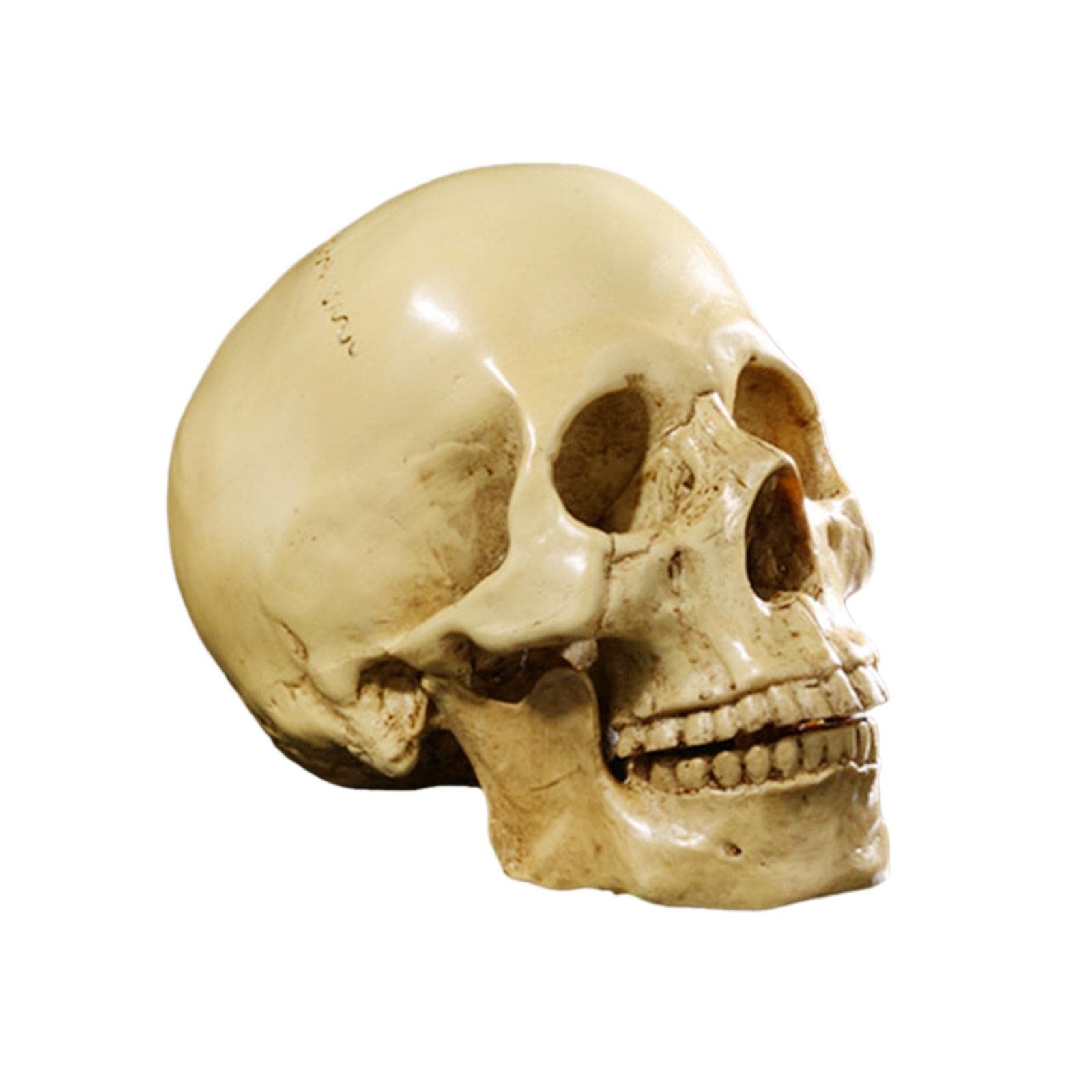 Replica realistica del teschio umano a grandezza naturale, 16,5 cm