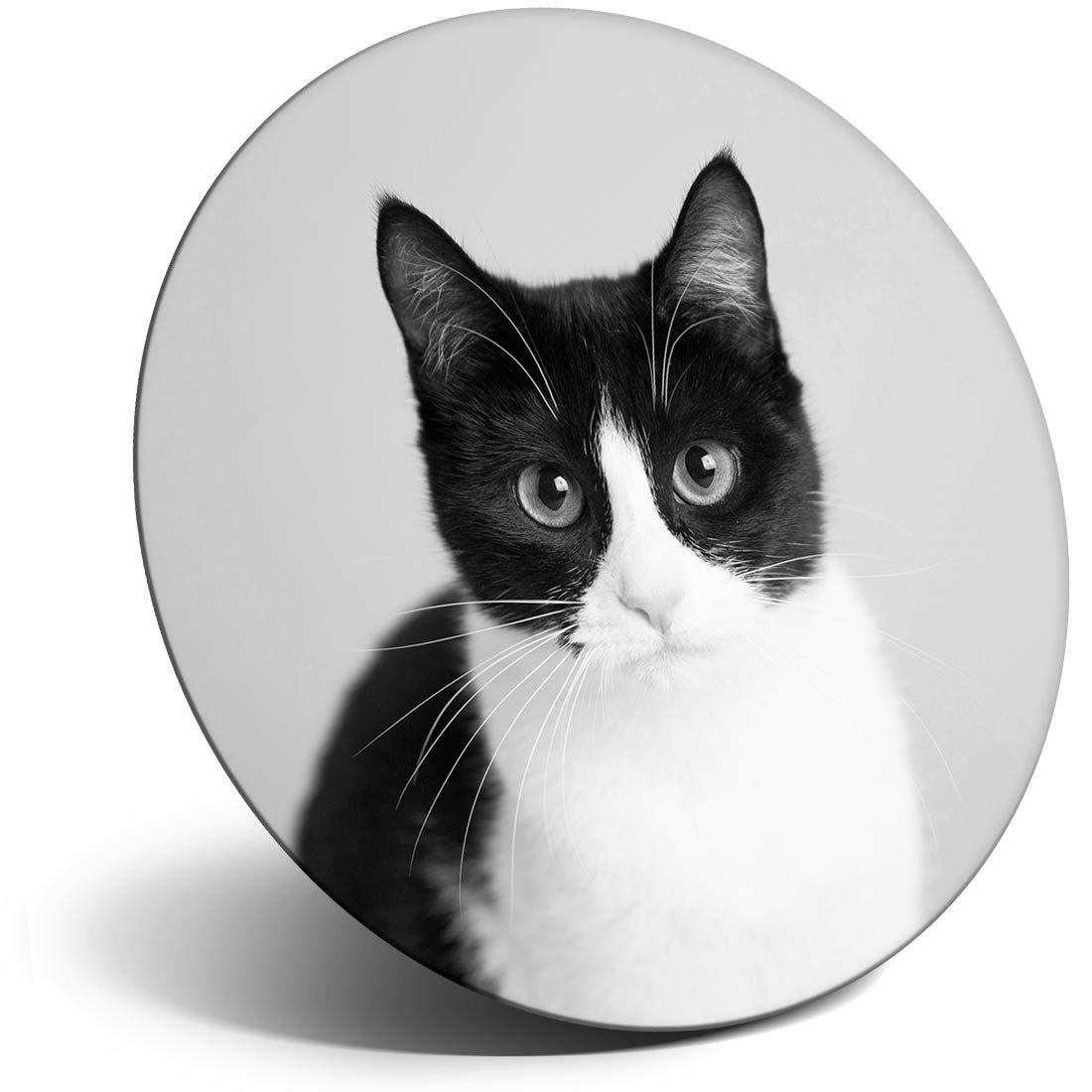 Destination Vinyl Ltd Black/White Magnet For Refrigerator, Fridge Bw - & Cat Kitten Pet For Office, Cabinet And Whiteboard, Magnetic Stickers, 36551