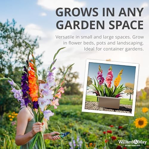 Mixed Gladiolus Flower Bulbs - 50 Bulbs Assorted Colors - Thumbnail 3