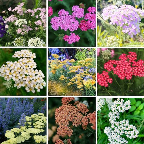 Mixrug Colorful Yarrow Seeds for Planting, 1000+pcs Rare Perennial Achillea Yarrow Flower Seeds Non-GMO Heirloom Herbs Plants, Open Pollinated Beauty Home Garden for Outdoors
