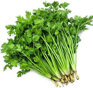 Cilantro Seeds 300+ Coriander Seeds for Planting Indoors Outdoors - Non GMO - High Germination Easy to Grow for Planting Garden Outdoor