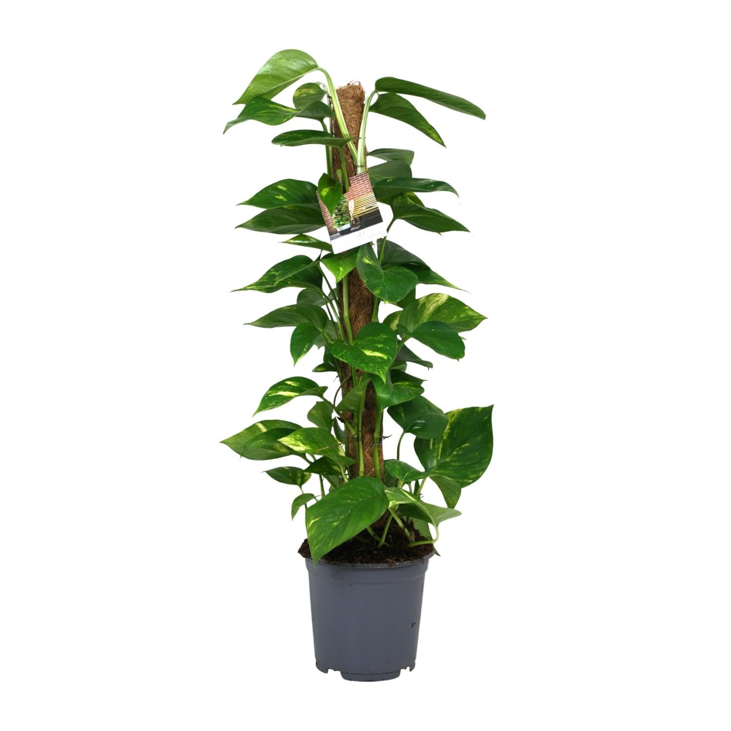 Scindapsus Epipremnum - 70-80cm - Ø19cm - Plante d'intérieur - Vert persistant