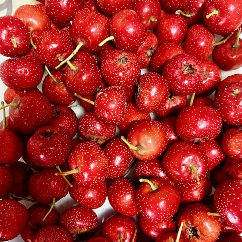 Semi di biancospino、 da frutto,per luoghi soleggiati da giardino,da giardino frutto colonnare resistente semi di,200pcs