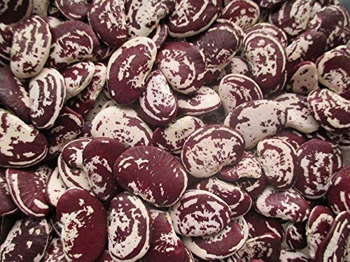 Las Semillas de germinación: 24 Navidad Garrofón Semillas - Orgánica