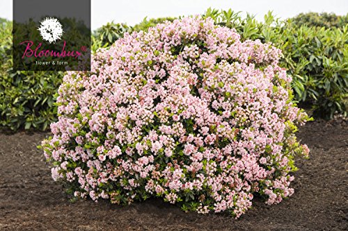 rhododendron arborescens Rhododendron arborescens – White Fragrant Azalea Shrub – Woodlanders main image 1