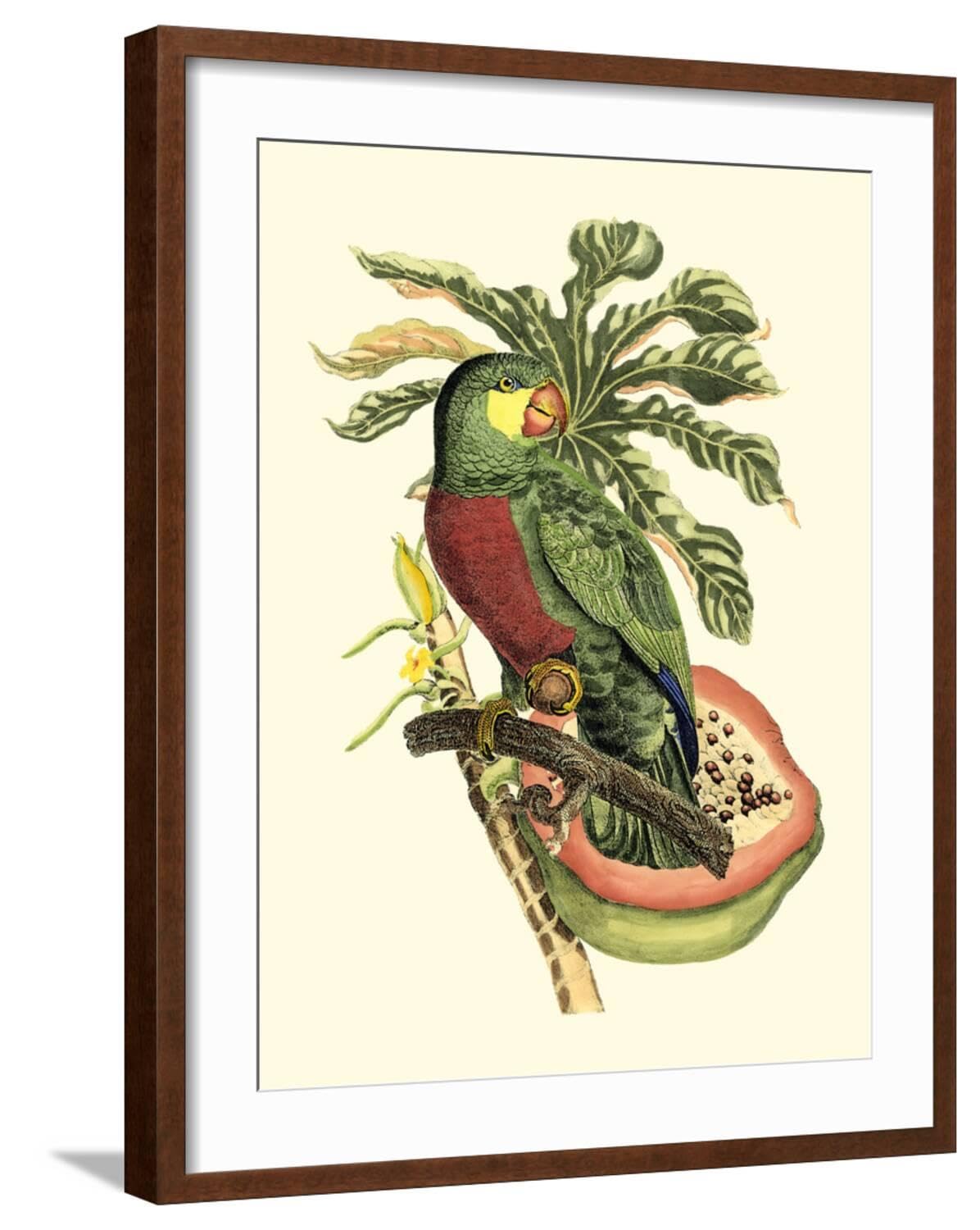 ART.COM Wall Art Print Tropical Birds and Botanicals II on Brown Frame, 23" x 29"