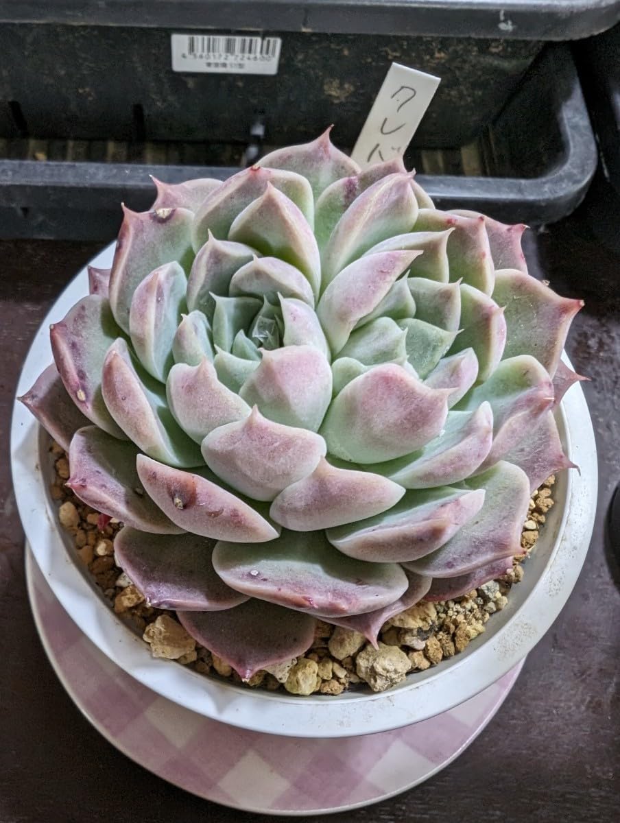 @Rabbit.Echeveria出品 Rabbit.Echeveria出品 Echeveria – tagged