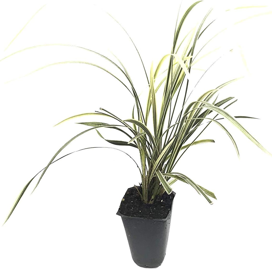Aztec Grass - 3 Live Plants - Variegated Liriope - Ophiopogon Intermedius Argenteomarginatus