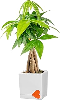 Costa Farms Money Tree Live Plant | 8-10 Inches Tall | Easy to Grow Indo...