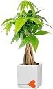 money tree Top2商品