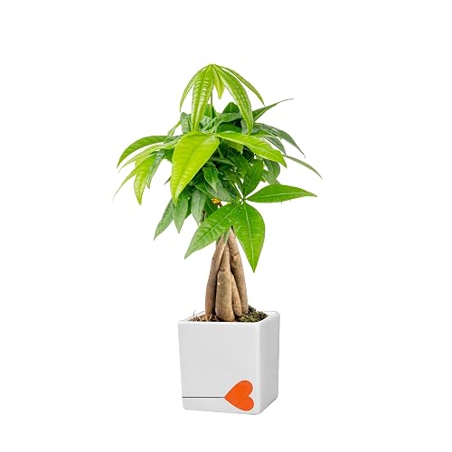 Costa Farms Money Tree, Live Indoor Plant, Braided Trunk, Easy
