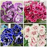 1000+ Perennial Mix Gloxinia Brocade Flower Seeds for Planting-Low Maintenance Flower Seeds for Home Garden-Great for Shaded Gardens & Cut Flower Arrangements