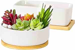 Amazon.co.jp: FaceColor 多肉植物鉢 陶器鉢 植木鉢 プランター