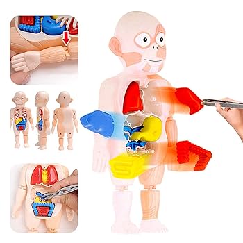 EDU TOYS▽human torso 人体模型パズル human torso 人体模型パズル EDU TOYS▽human torso 人体模型