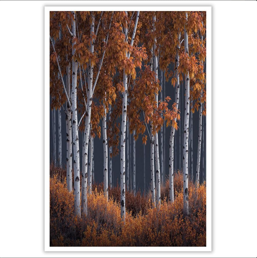 Tableau paysage d'automne forêt de bouleaux pour réchauffer un salon moderne