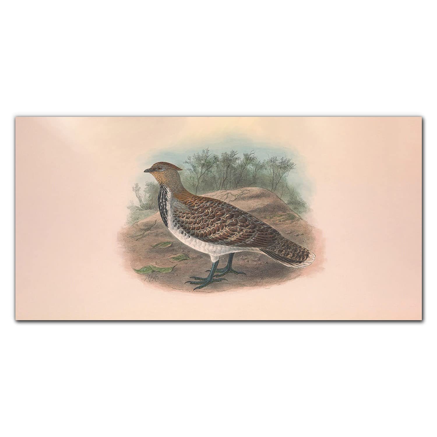 Crédence de cuisine adhésive 140x70 cm motif oiseaux décoratifs