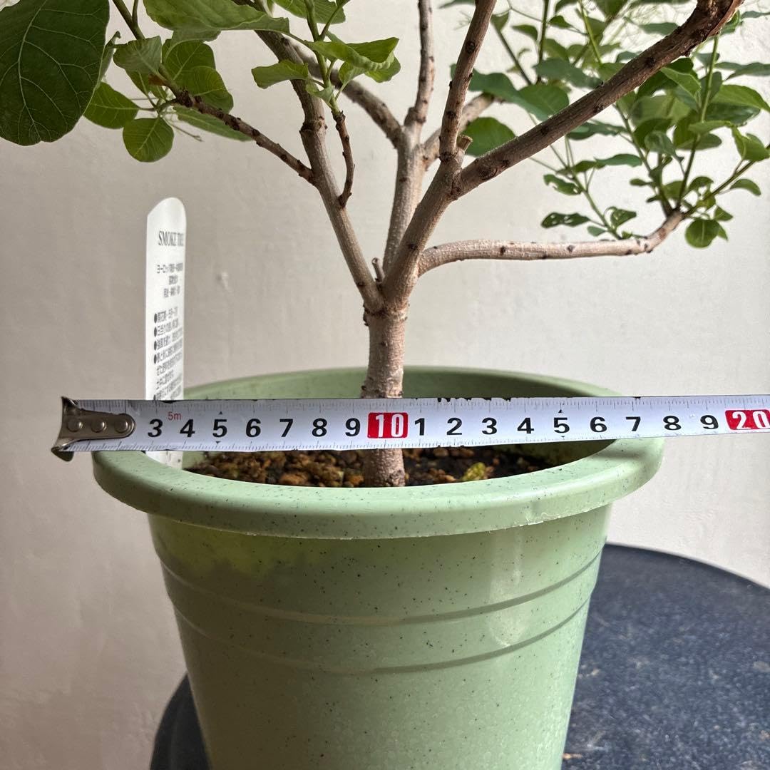 期間限定価格＊鉢ごと匿名配送＊スモークツリー 苗　鉢植え 観葉植物 Amazon｜スモークツリー 苗 鉢植え 観葉植物｜観葉植物 オンライン通販
