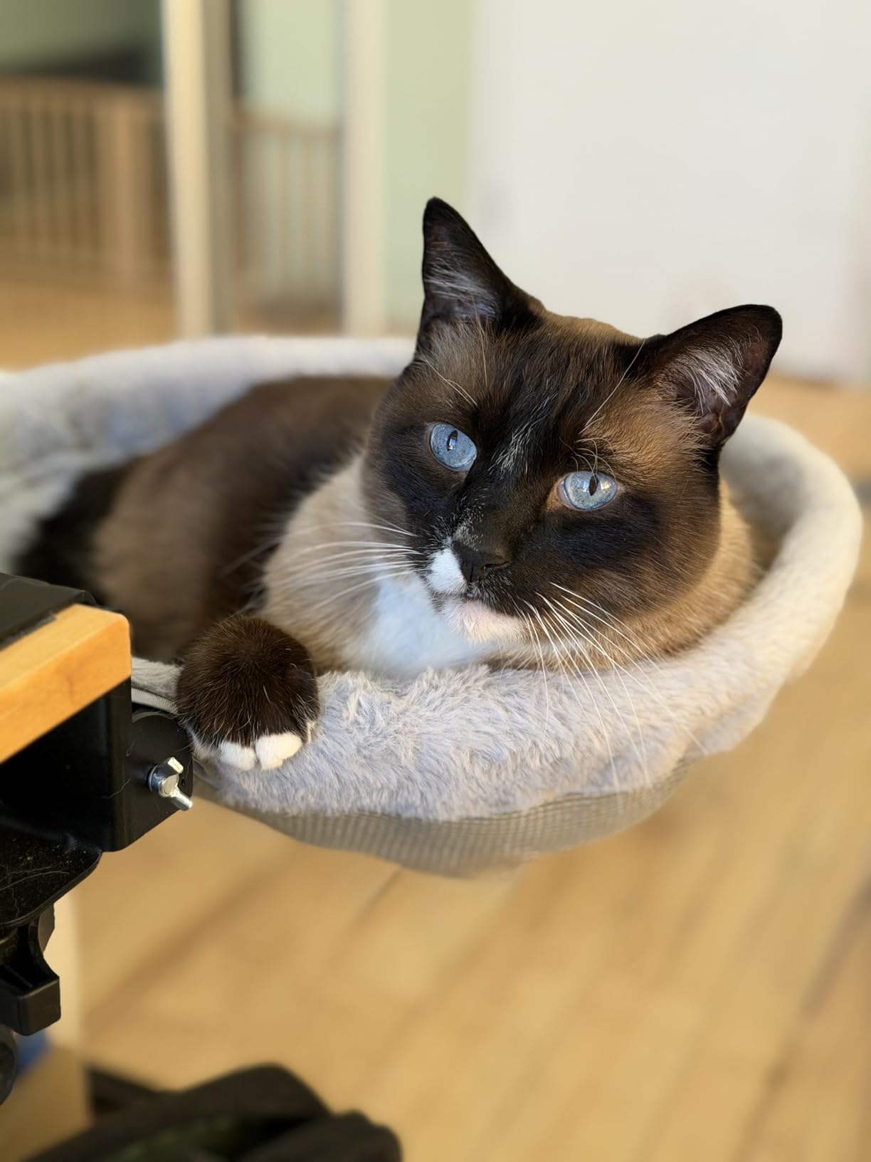 Foto de cliente con hamaca para gato