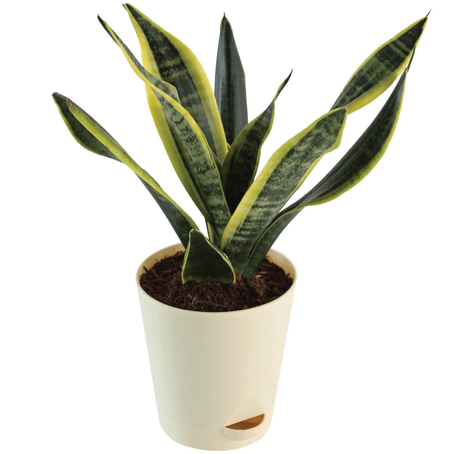 See full amazon price history chart for Sansevieria Futura Superba Snake Plant Yellow Sanke Sansevieria Futura Superba Snake Plant Yellow Sanke (B09VZ4GRVD) Amazon Price History, Amazon Price Tracker