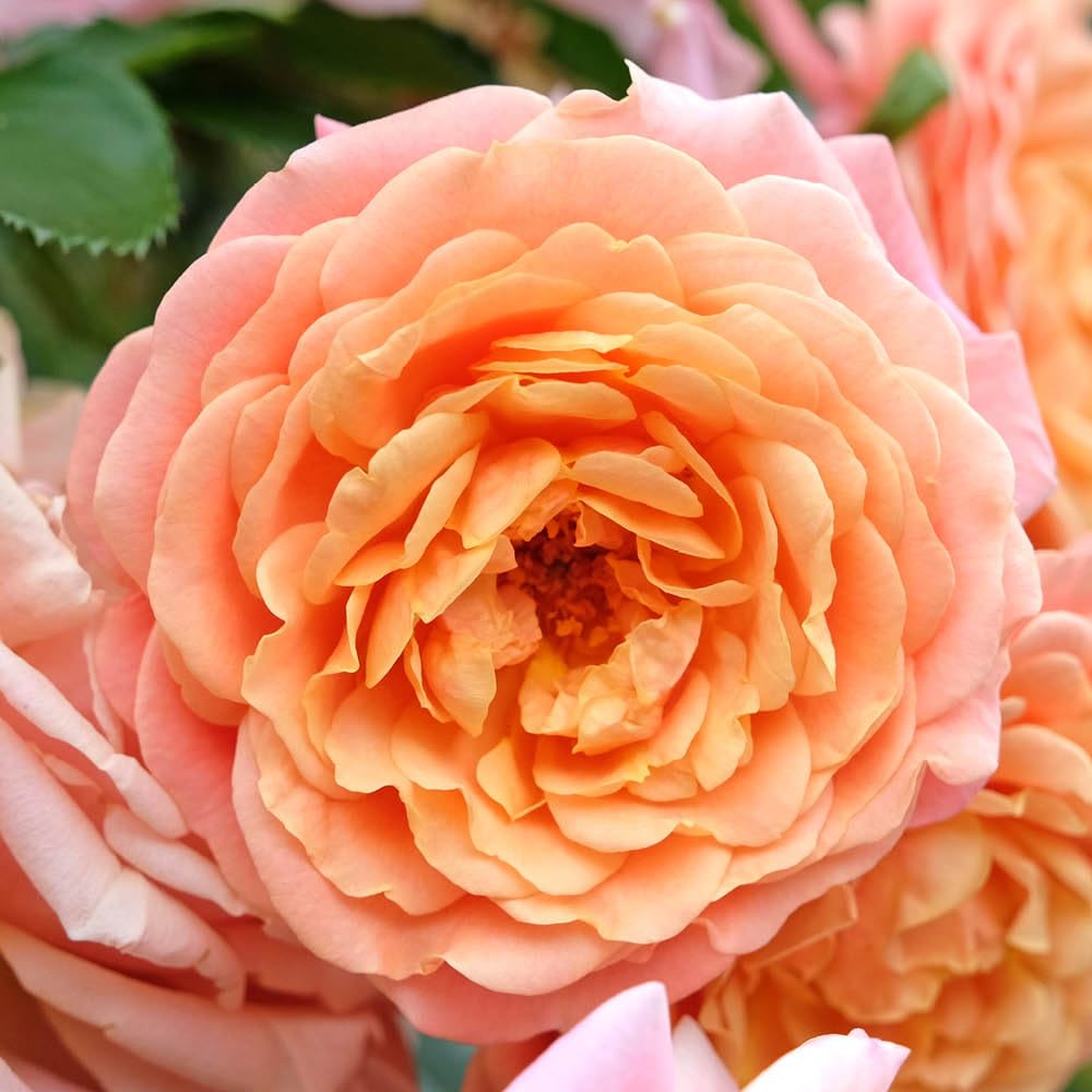 YouGarden Climbing Rose 'Peach Melba', 1 x 4 Litre Potted, For Gardens And Pots
