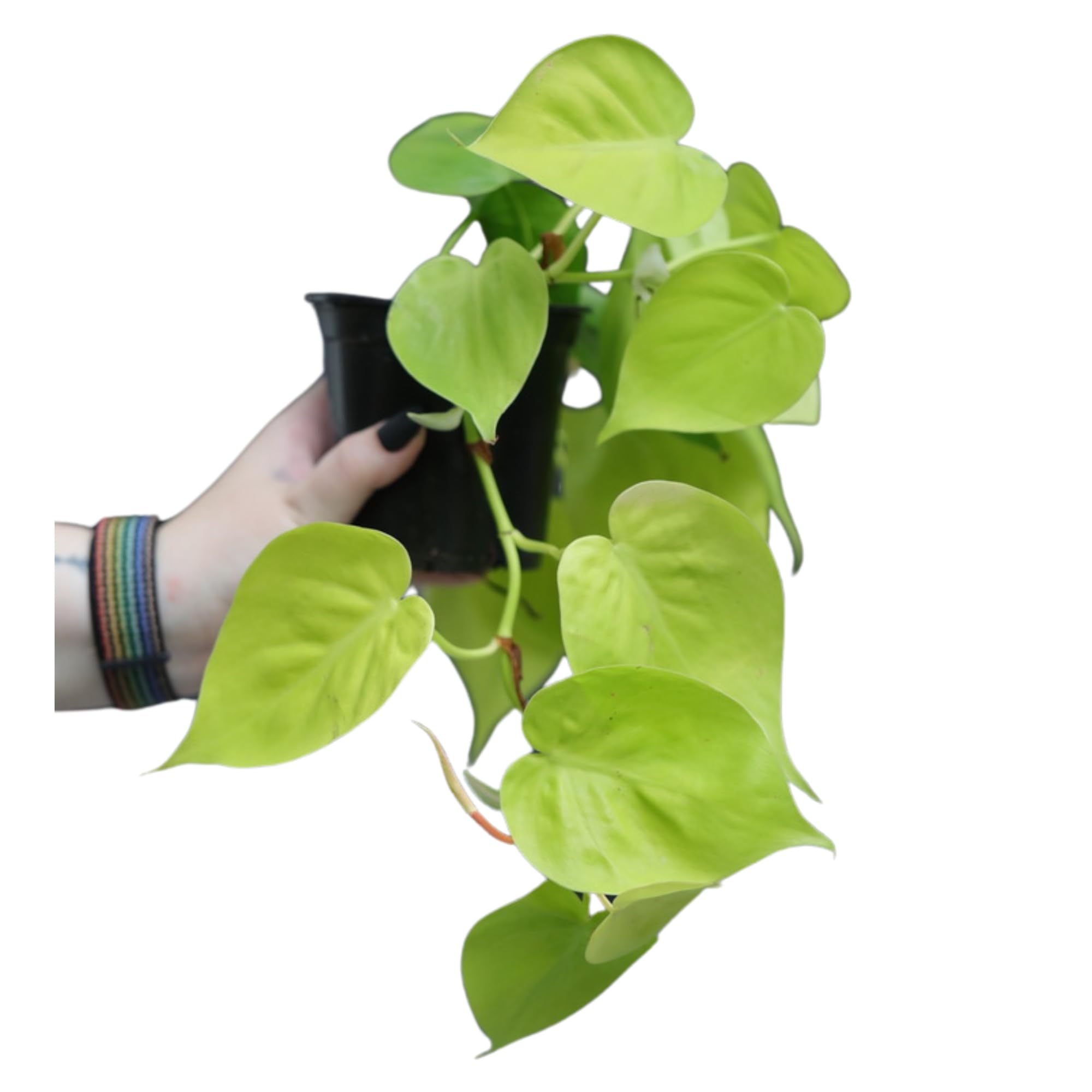 Amazon.com : PLANTVERS Heartleaf Lemon Lime Philodendron in a 3" Nursery  Pot - Philodendron Cordatum - Low Light Indoor Plants - Office Plant -  Houseplant : Patio, Lawn & Garden