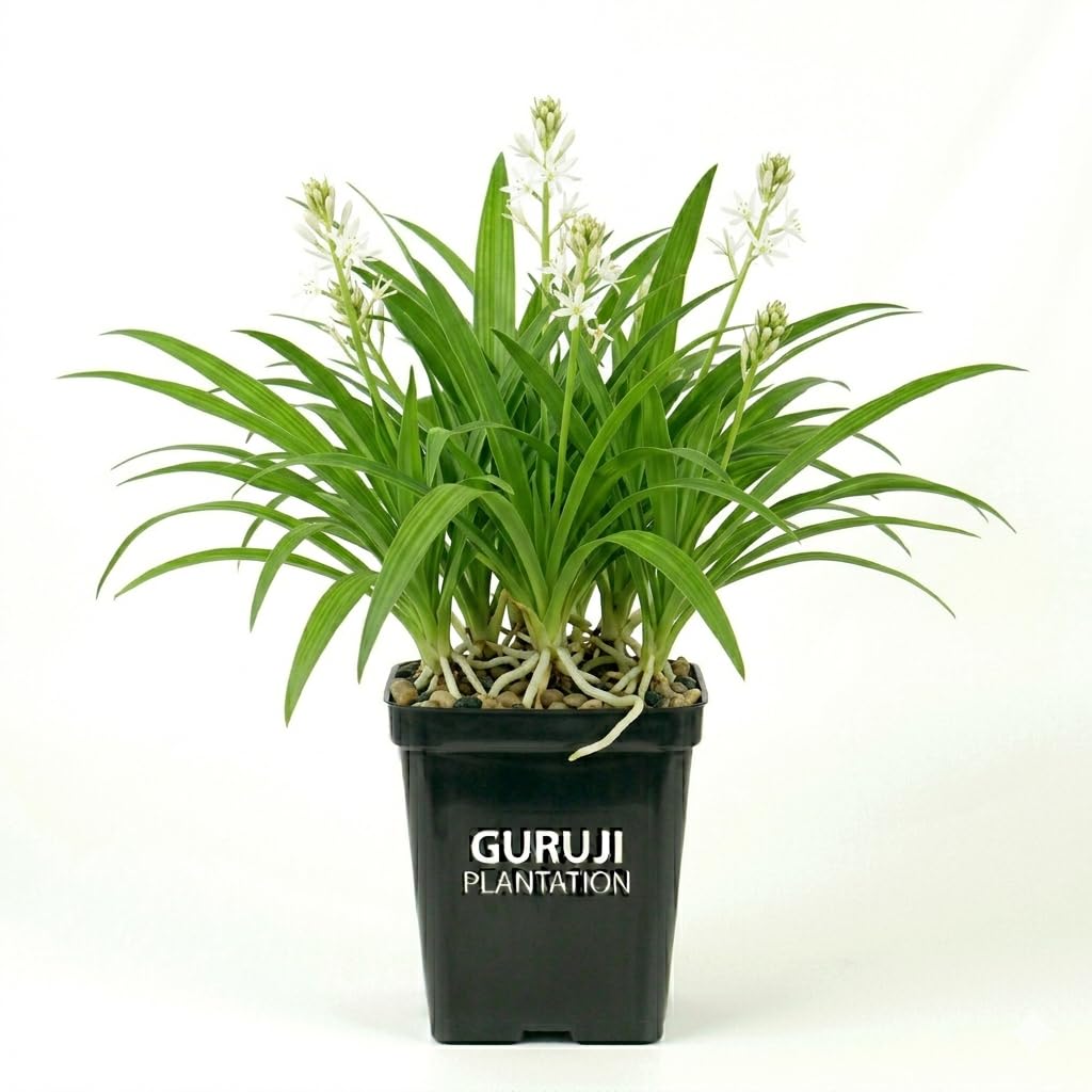 Guruji Plantation Safed Musli (Chlorophytum Borivilianum) Medicinal Herbal Rare Premium Easy Grow Live Plant for Home Garden Pack of 1-picture-31